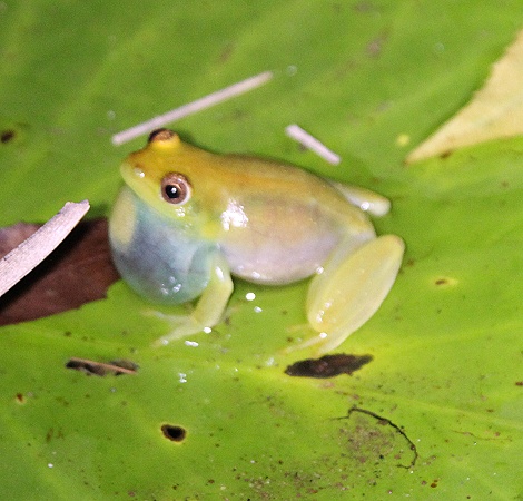 Hyperolius argus M&auml;nnchen im Garten des Boko Boko Guesthouse